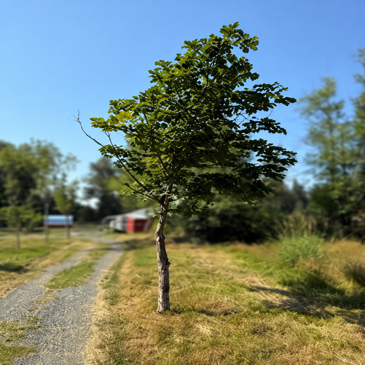 Nick's Tree